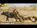 WILD SAVANNAH | Stories of Africa’s Fiercest Predators | Animal documentary