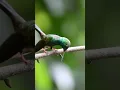Download Lagu Suara Kolibri Plumeleteer Ekor Perunggu yang Langka — Dengarkan Trilnya yang Unik! #suaraburung #satwali