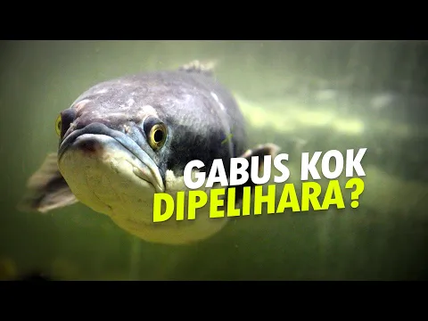 Mengenal Lebih Dekat: Ikan Chana