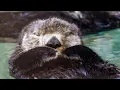 Live sea otter fur seal cam - Seattle Aquarium