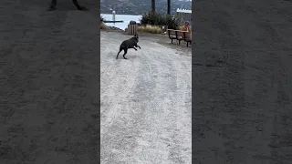 New friend .. #fyp #dream #youtube #doberman #pets