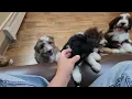8 Week Old F1 Standard Aussiedoodles Summer Trips Litter Vet Visit Puppy Personalities
