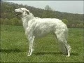 Borzoi - AKC Dog Breed Series