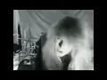 Download Lagu Casanova - Burning Love (Official Video) (1991) From The Album Casanova