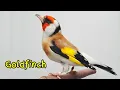 Download Lagu Mengenal Burung Goldfinch Dan Harganya