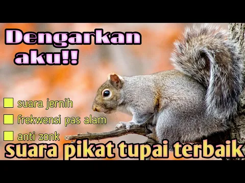 Download MP3 Suara pikat tupai ampuh(no copyright)