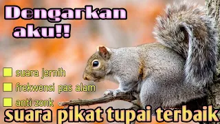 suara pikat tupai ampuh no copyright 