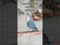 Download Lagu African Lovebird !BLUE💙! Agapornis roseicollis longfeather