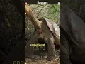 Download Lagu The Loneliest Animal In The World  Preserving Lonesome George