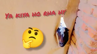 sangat bakrri ky kam chak kro mahar vlogs official
