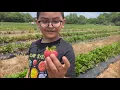 We are at the u-pick farm AL picking strawberries and peaches