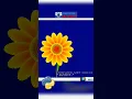 Sunflower Drawing using python turtle Flower Design in Python Turtle graphics