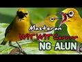Download Lagu Suara masteran pleci nembak wit wit cerrr ngalun panjang