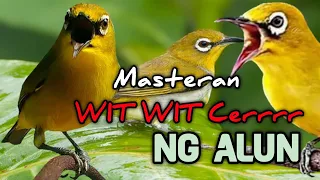 suara masteran pleci nembak wit wit cerrr ngalun panjang