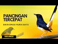 Lagu murai batu gacor AMPUH BUAT PANCINGAN MURAI BATU IKUT BUNYI III 100% gacor