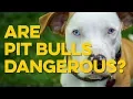 The Dangers of Pit Bulls