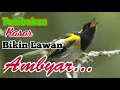 Download Lagu masteran jernih kasar bikin lawan kabur