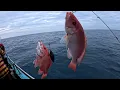 Download Lagu Pesta strike!!! Mancing di rumpon kakap merah laut berakit bintan|| part 2