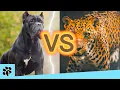 Cane Corso VS Leopard Ultimate Battle Who wins