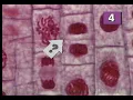 Mitosis Quiz