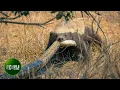 Lagu Craziest Honey Badger Fights Ever Caught On Camera | Animal Fights