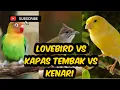 Download Lagu KOMBINASI MASTERAN LOVEBIRD VS KAPAS TEMBAK VS KENARI UNTUK ISIAN MURAI BATU PALING ISTIMEWA