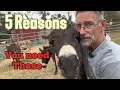 5 Reasons You NEED Mini Donkeys on Your Small Farm