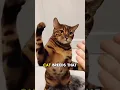 Download Lagu Deze kattenrassen haten mensen! #kat