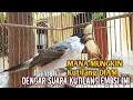 Lagu Suara Burung Kutilang Gacor NGGARUDA TARUNG seperti ini sangat Cepat memancing Kutilang LAIN Gacor