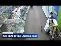 Woman charged after caught on allegedly stealing kitten from pet store in Bensalem Pa
