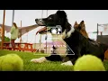 Plan a Pet-Friendly Visit Make