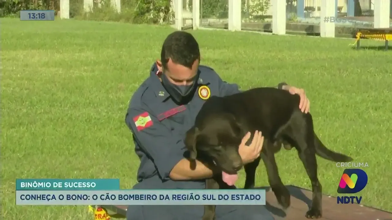 Conheça Bono, o novo cão-bombeiro do Sul do Estado
