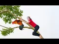 Download Lagu Harvesting Chickens Dumplings To Sell At The Market, Country Style Cooking | Emma - Free Bushcraft
