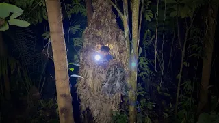 6 hari berburu malam dihutan & berburu kelelawar belut dimasak rendang gadih!!! #kookiko 