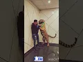 Amazing đ€© and tiger đ
 #varel video #Amazing tiger