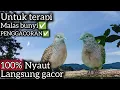 2 PERKUTUT MEMANGGIL‼️AMPUH UNTUK PANCINGAN DAN TERAPI PENGGACORAN. 