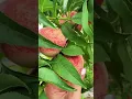 Download Lagu The peaches in summer are particularly sweet #The peach is ripe #Peach #Guizhou White Flower Peach