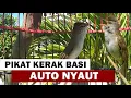Download Lagu Suara kerak basi alis putih jantan untuk pancingan kerbas sinchan BAHAN agar cepat bunyi GACOR EMOSI
