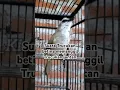 Download Lagu suara trucukan BETINA memanggil trucukan JANTAN #shorts #fyp #trucukan #trucukbetinamemanggiljantan