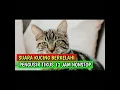 Download Lagu Suara kucing pengusir tikus 24jam nonstop