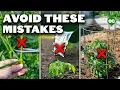 Download Lagu 5 Tomato Grow Mistakes To Avoid