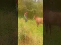 Download Lagu Preparando o Pasto pros Cavalos #roça #cavalos #vidanaroca #agro #homemdocampo