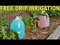 How To Build A FREE DIY Garden DIP IRRIGATION System With Milk Jugs