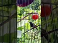 Download Lagu KING KONIN GACOR DOR KONSLET NEMBAK NEMBAK TAJAM #bird #nature