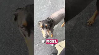 #Fyp #dream #pets #doberman