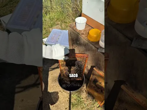 Tuvo que sacrificar algunas de sus abejas para resolver un problema 🥲