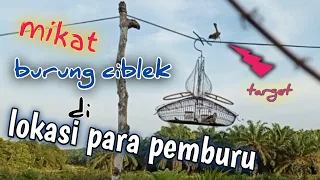 burung ciblek pikat 