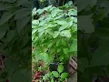 Download Lagu Tutorial Menanam tomat dari buah 🍅🌱 #tomato #tomatoes #tanamtomat #berkebun #petani #shorts #garden