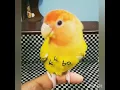 Download Lagu #lovebird talking❤️