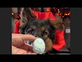 German Shepherd Reviews Halloween Treats Zombie Eggs Pupcakes Brains
